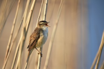 Reed warbler singing in the reeds, Schleswig-Holstein, Germany, Europe