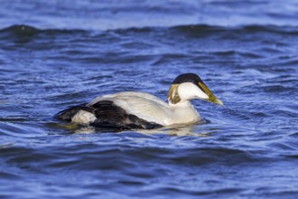 Common eider duck (Somateria mollissima) male, drake in breeding plumage swimming along the North