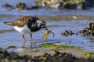 Ruddy turnstone (Arenaria interpres) adult in breeding plumage with caught crab prey in beak on