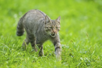European wildcat (Felis silvestris silvestris) on a meadow, Hesse, Germany, Europe