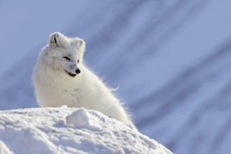 Arctic fox, white fox, polar fox (Vulpes lagopus) adult in thick winter coat hunting on snow