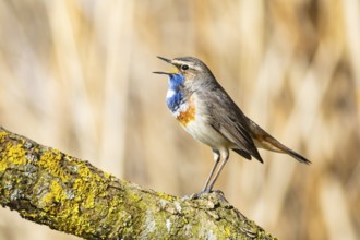 Bluethroat (Luscinia svecica cyanecula) ml Germany