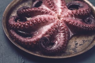 Boiled octopus, close-up, rustic style, no people, top view, close-up