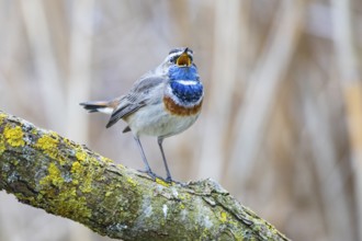 Bluethroat (Luscinia svecica cyanecula) ml Germany