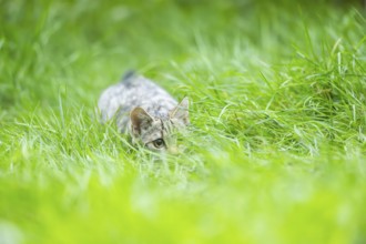 European wildcat (Felis silvestris silvestris) on a meadow, Hesse, Germany, Europe