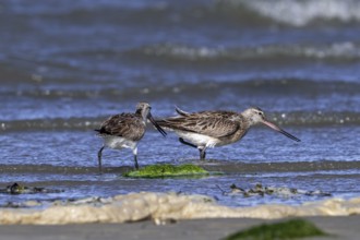 Two bar-tailed godwits (Limosa lapponica) foraging in shallow water on beach along the North Sea