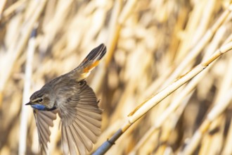 Bluethroat (Luscinia svecica cyanecula) ml Germany