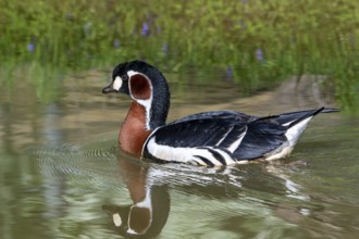 Red-breasted goose (Branta ruficollis, Rufibrenta ruficollis) swimming in pond in spring