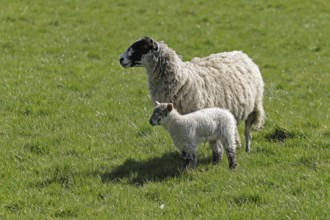 Ewe and lamb on pasture, Chipping Campden, The Cotswolds, England, Great Britain
