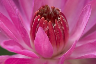 Water lily (Nymphaea) 'St. Louis