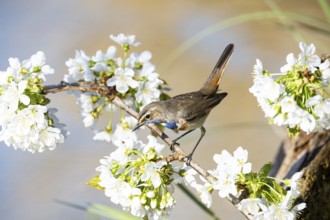 Bluethroat (Luscinia svecica cyanecula) ml Germany