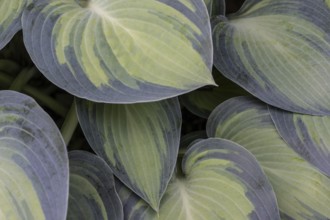 Funkia (Hosta June), leaves, Emsland, Lower Saxony, Germany, Europe