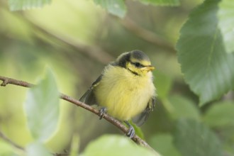 A great tit (Parus major), young bird, sitting on a branch surrounded by green leaves, Hesse,