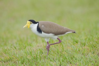 Masked Lapwing (Vanellus miles), Brisbane, Queensland, Australia, Oceania