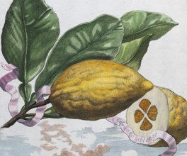 Lemons, citrus fruits, hand-coloured copper engraving or copper etching by Johann Christoph