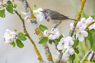 Bluethroat (Luscinia svecica cyanecula) ml Germany