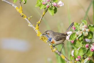 Bluethroat (Luscinia svecica cyanecula) ml Germany