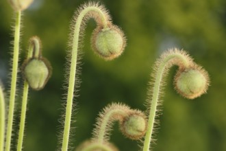 Iceland poppy (Papaver nudicaule), buds, in the evening light, North Rhine-Westphalia, Germany,