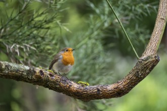 Robin (Erithacus rubecula) on a branch, Scotland, Great Britain