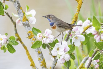 Bluethroat (Luscinia svecica cyanecula) ml Germany