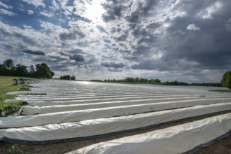 Asparagus field with white covering foil, cloudy sky, Eckental, Middle Franconia, Bavaria, Germany,