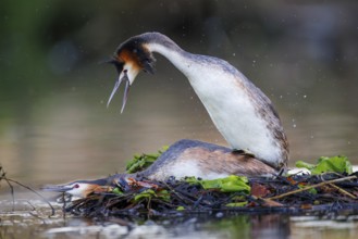 Great Crested Grebe (Podiceps cristatus), Germany, Europe