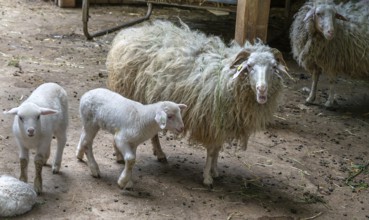 Forest sheep with lambs (Ovis aries), game park, Bavaria, Germany, Europe