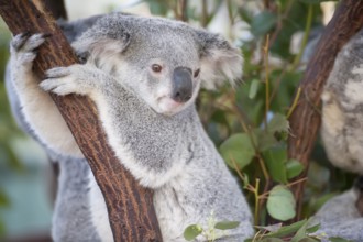 Koala (Phascolarctos Cinereous), Brisbane, Queensland, Australia, Oceania