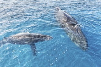 A Humpback Whales family surfacing, Hervey Bay, Queensland, Australia, Oceania