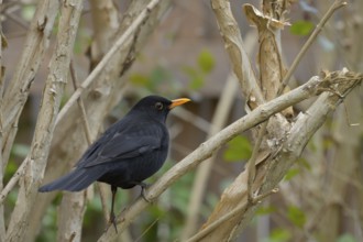 Blackbird (Turdus merula), branch, bushes, Lower Austria