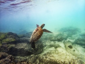 Sea turtle (Chelonia mydas), underwater, Galapagos, Ecuador, South America