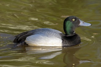 Greater scaup (Aythya marila, Anas marila) male, drake in breeding plumage swimming in lake