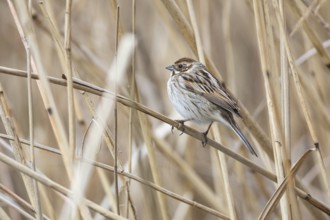 Reed bunting (Emberiza schoeniclus) wbl Germany