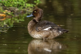 Tufted duck, tufted pochard (Aythya fuligula, Anas fuligula) adult female resting in shallow water