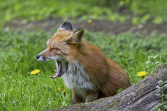 Sleepy red fox (Vulpes vulpes) yawning in grassland, meadow at edge of forest