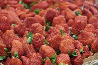 Selling strawberries at a market in Essaouira, Morocco, Africa