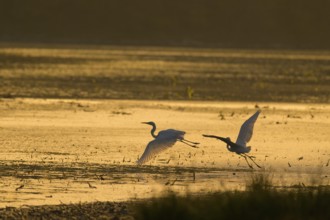 Great White Egret (Ardea alba), flying, morning mood, backlight, Lower Austria