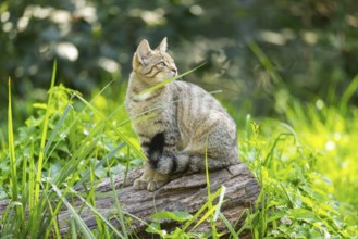 European wildcat (Felis silvestris silvestris) on an old tree trunk, Hesse, Germany, Europe