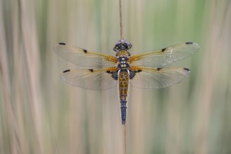 Four-spotted dragonfly (Libellula quadrimaculata), Emsland, Lower Saxony, Germany, Europe