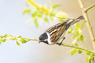 Reed bunting (Emberiza schoeniclus) ml Germany