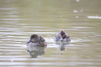 Teal (Anas crecca) Pair Germany
