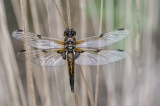 Four-spotted dragonfly (Libellula quadrimaculata), Emsland, Lower Saxony, Germany, Europe
