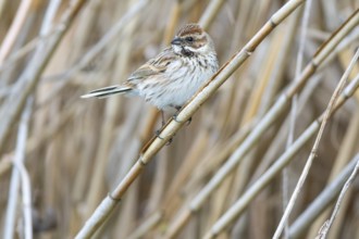 Reed bunting (Emberiza schoeniclus) wbl Germany