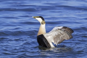 Common eider duck (Somateria mollissima) male, drake in breeding plumage flapping wings along the