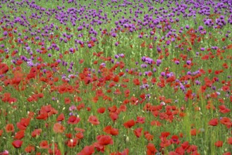 Field with poppies, red poppy (Papaver somniferum) and pink poppy, Bavaria, Germany, Europe
