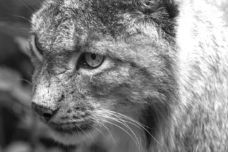 Eurasian lynx (Lynx lynx), close up, wildlife park, Bavaria, Germany, Europe