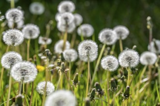Meadow with dandelion, dandelion, in full fruit ripeness, Taraxacum, spring, landscape in