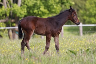 Young horse, foal (Equus ferus caballus) domestic horse, young large horse in a meadow,