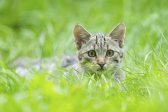 European wildcat (Felis silvestris silvestris) on a meadow, Hesse, Germany, Europe
