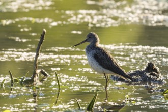 Greenshank (Tringa nebularia), water, backlight, Lower Austria